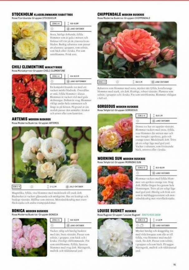 Blomsterlandet Erbjudande Grönska. Page 91