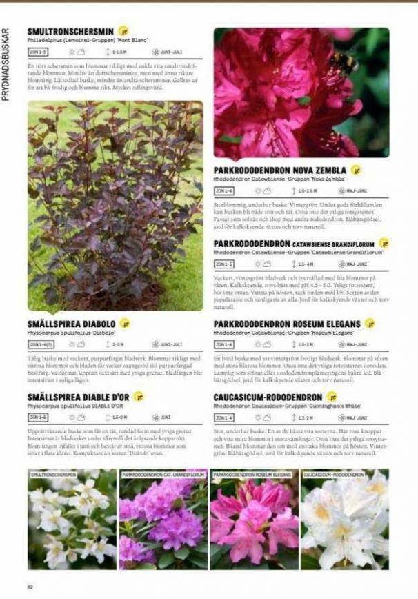 Blomsterlandet Erbjudande Grönska. Page 82