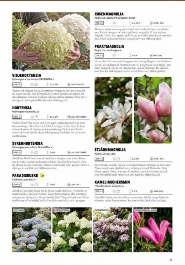 Blomsterlandet Erbjudande Grönska. Page 81