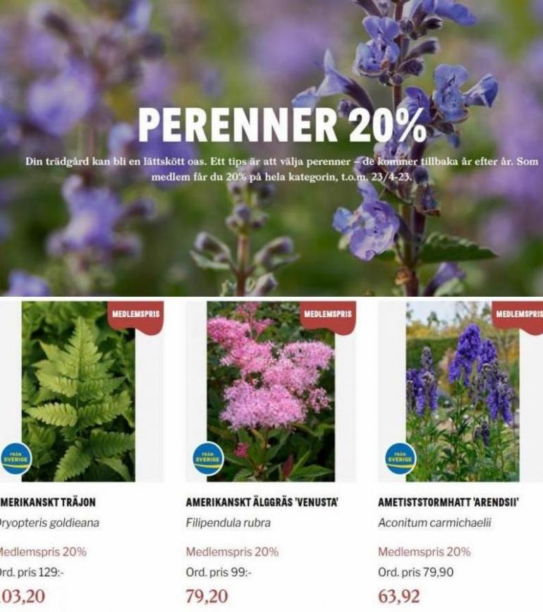 Blomsterlandet Erbjudande Perenner 20%. Page 6