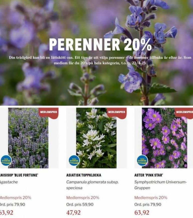 Blomsterlandet Erbjudande Perenner 20%. Page 8
