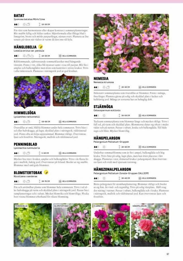 Blomsterlandet Erbjudande Grönska. Page 97