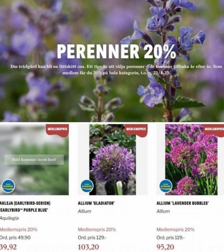 Blomsterlandet Erbjudande Perenner 20%. Page 3