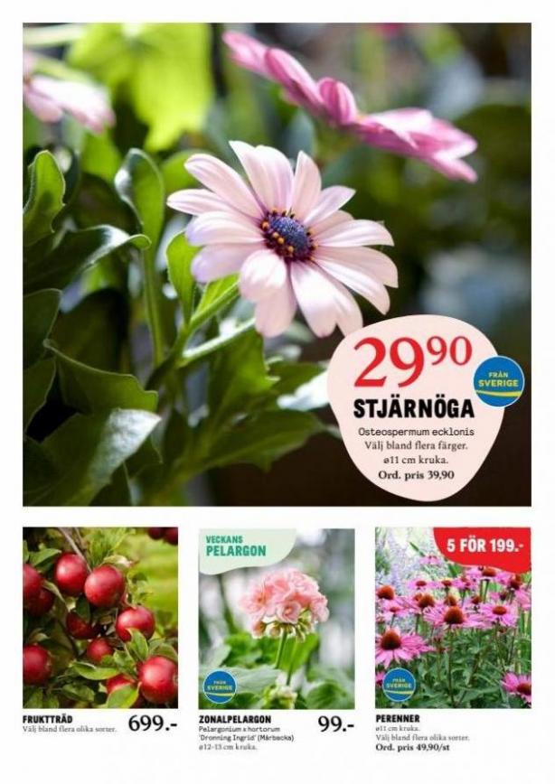 Blomsterlandet Erbjudande Aktuell Kampanj. Page 3