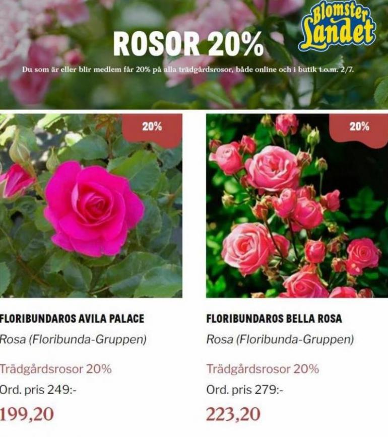 Blomsterlandet Erbjudande Rosor 20%. Page 6