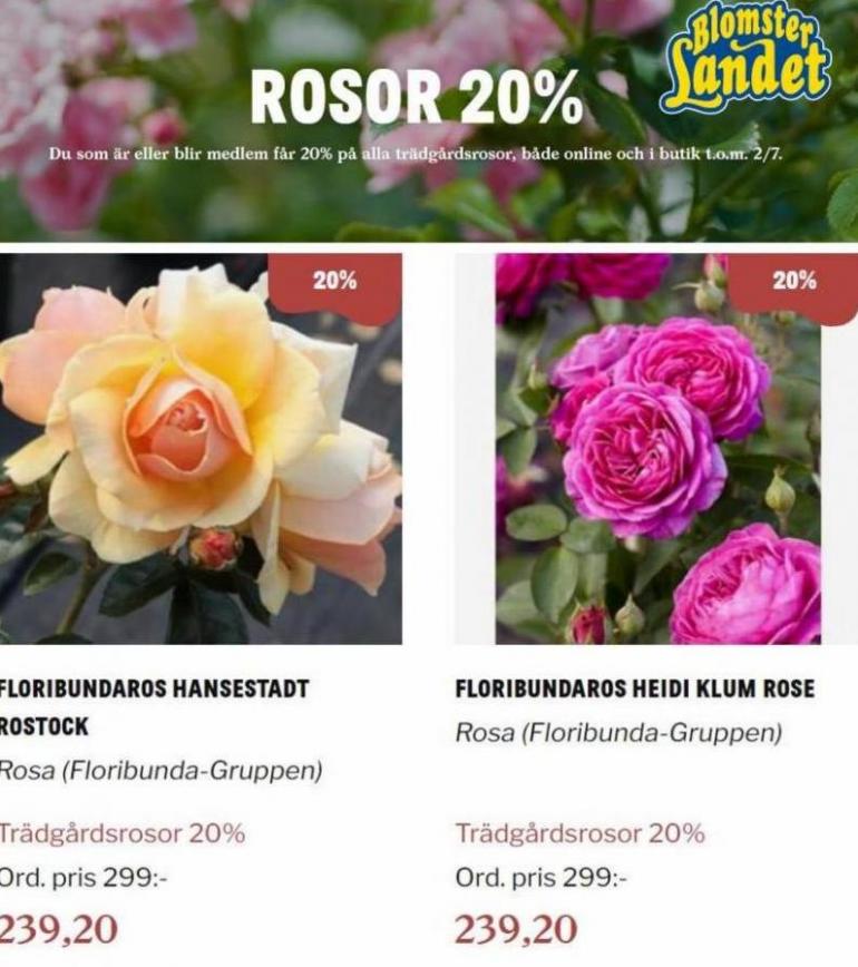 Blomsterlandet Erbjudande Rosor 20%. Page 10