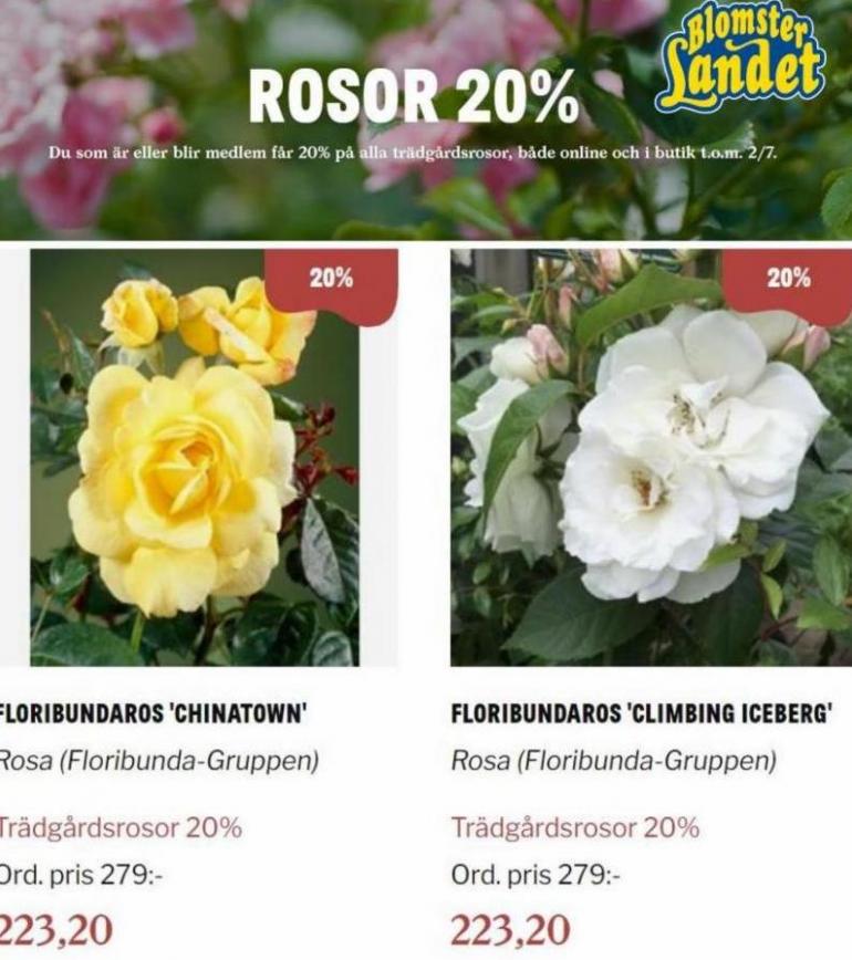 Blomsterlandet Erbjudande Rosor 20%. Page 4