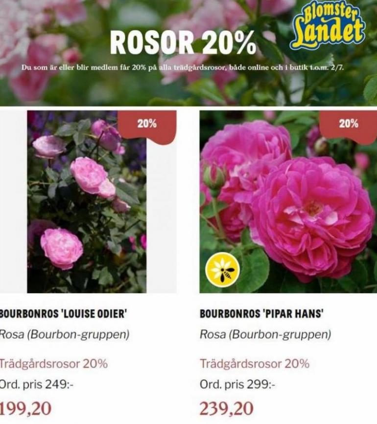 Blomsterlandet Erbjudande Rosor 20%. Page 2