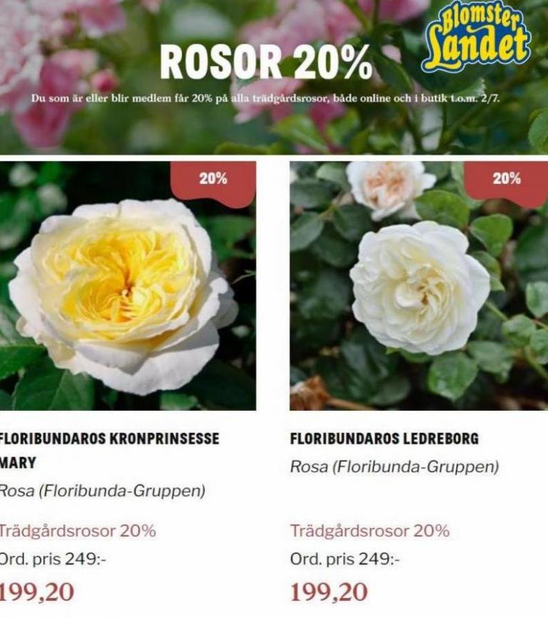 Blomsterlandet Erbjudande Rosor 20%. Page 12