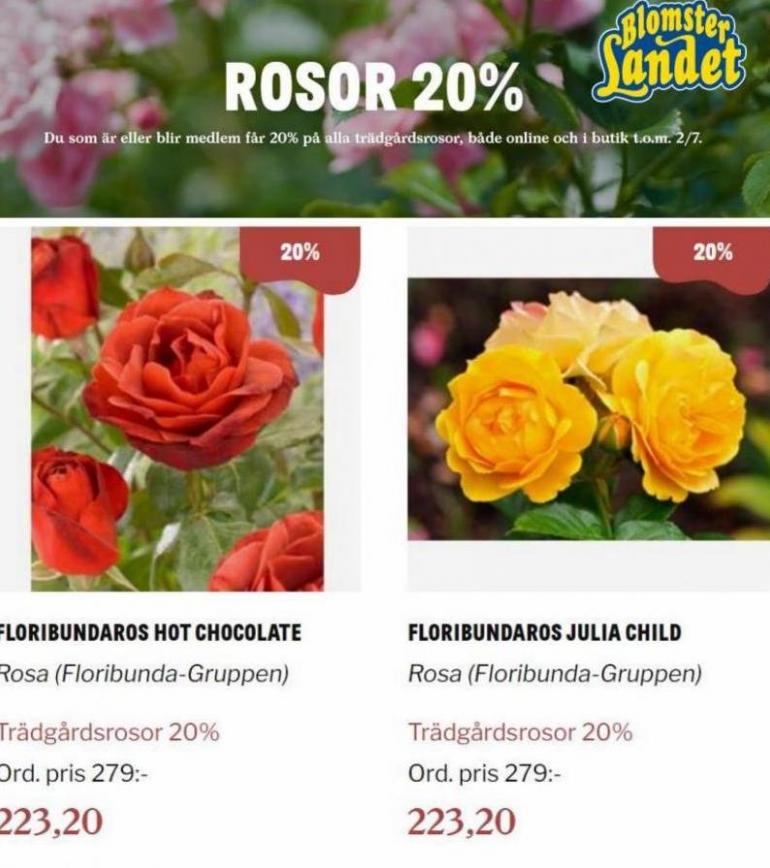 Blomsterlandet Erbjudande Rosor 20%. Page 11