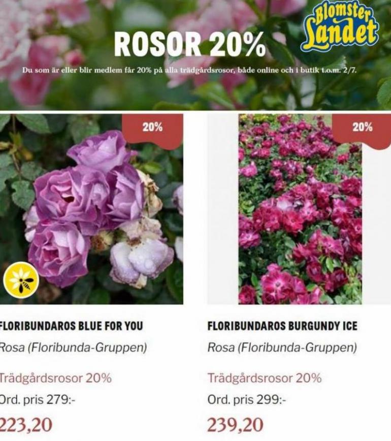 Blomsterlandet Erbjudande Rosor 20%. Page 7