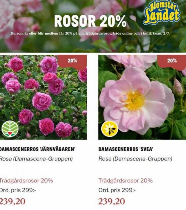 Blomsterlandet Erbjudande Rosor 20%. Page 3