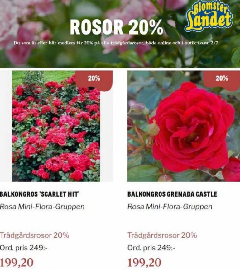 Blomsterlandet Erbjudande Rosor 20%. Blomsterlandet (2023-07-02-2023-07-02)