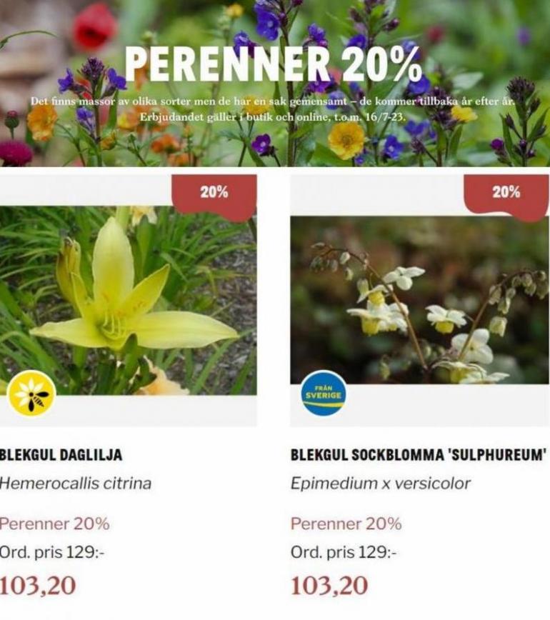 Blomsterlandet Erbjudande Perenner 20%. Page 12