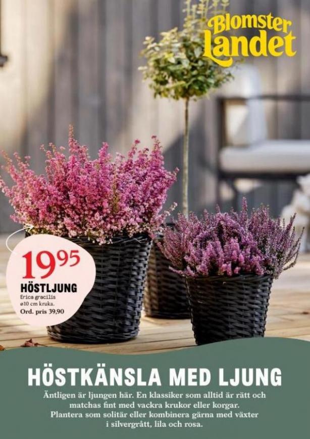 Blomsterlandet Erbjudande Aktuell Kampanj. Blomsterlandet (2023-09-17-2023-09-17)