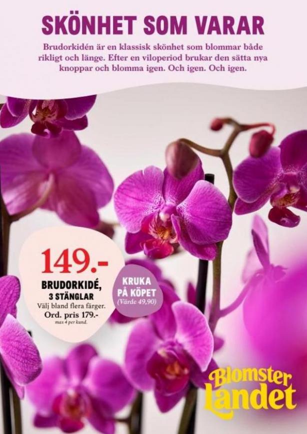 Blomsterlandet Erbjudande Aktuell Kampanj. Blomsterlandet (2023-10-22-2023-10-22)