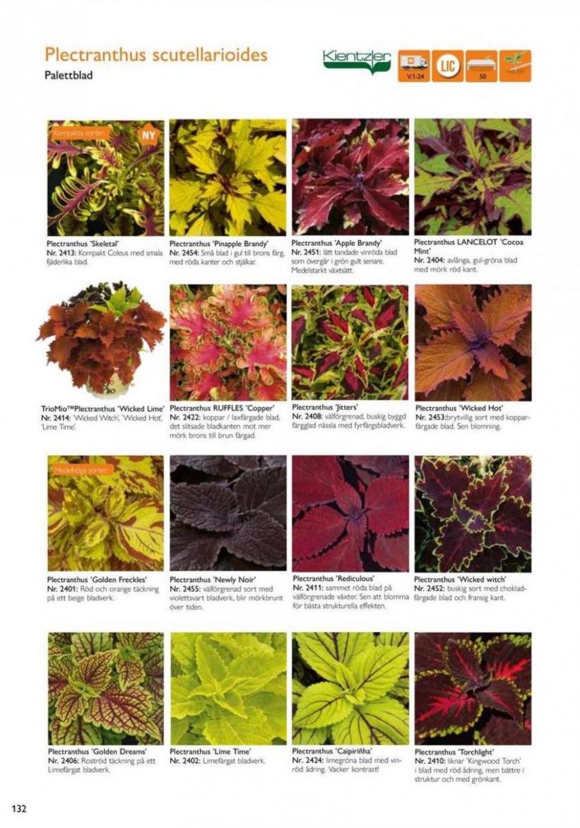 Vårens utplanteringsväxter 2024. Page 130
