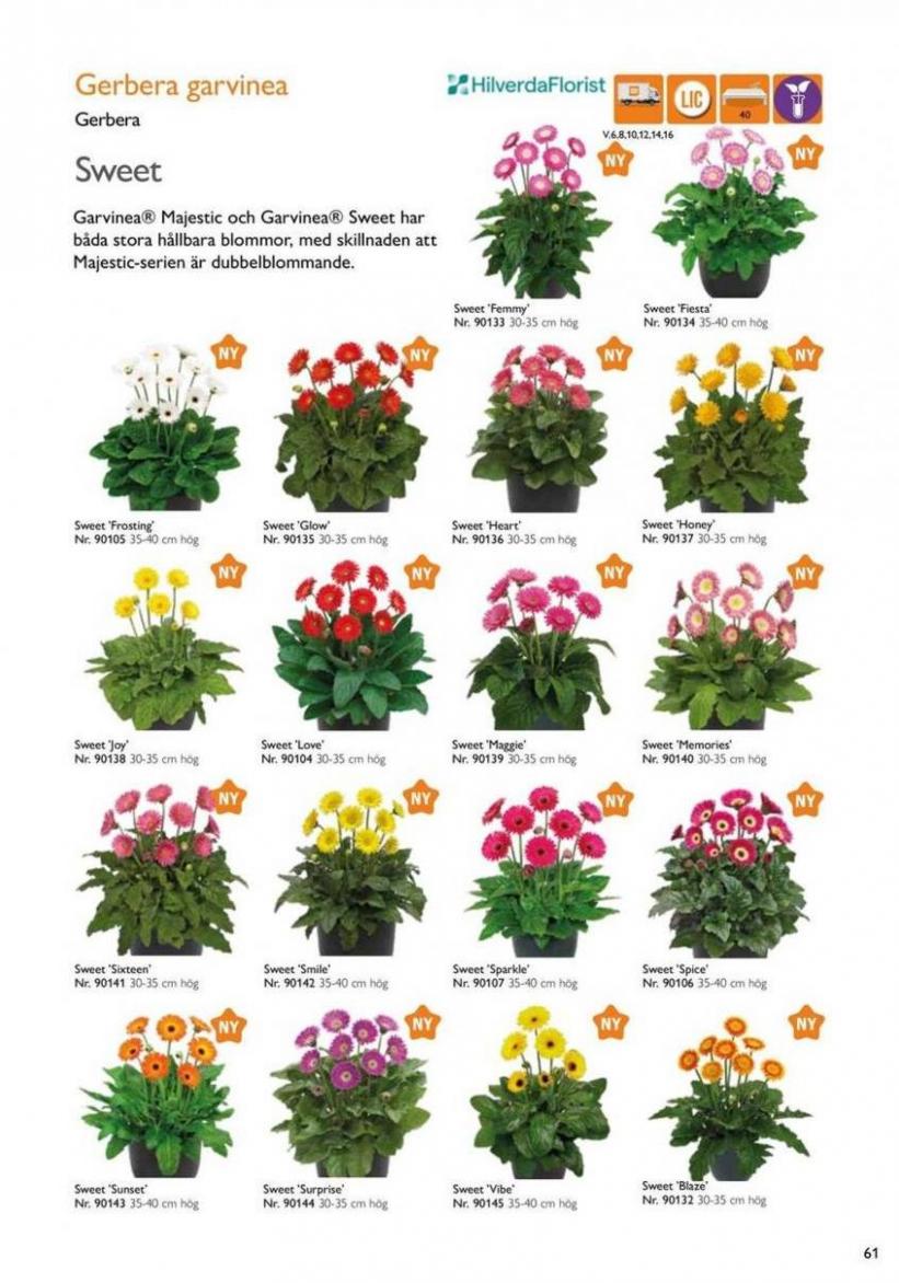 Vårens utplanteringsväxter 2024. Page 59
