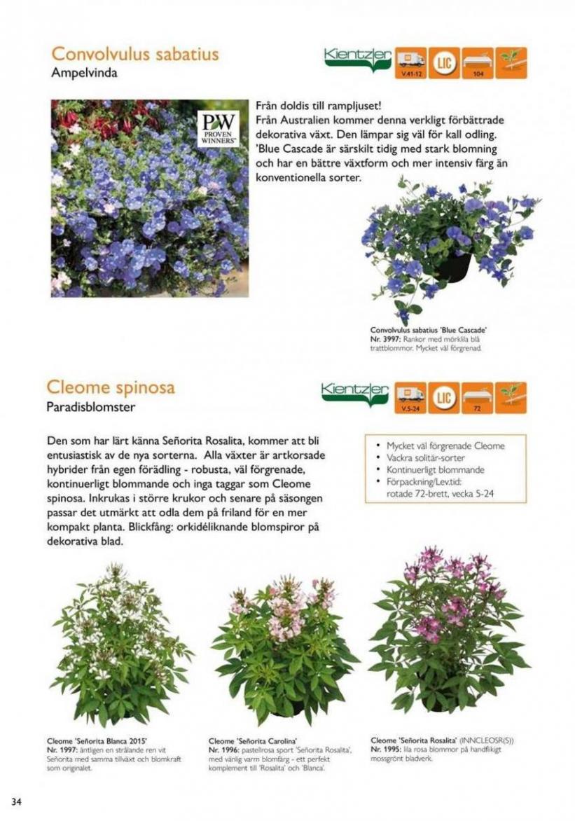 Vårens utplanteringsväxter 2024. Page 32
