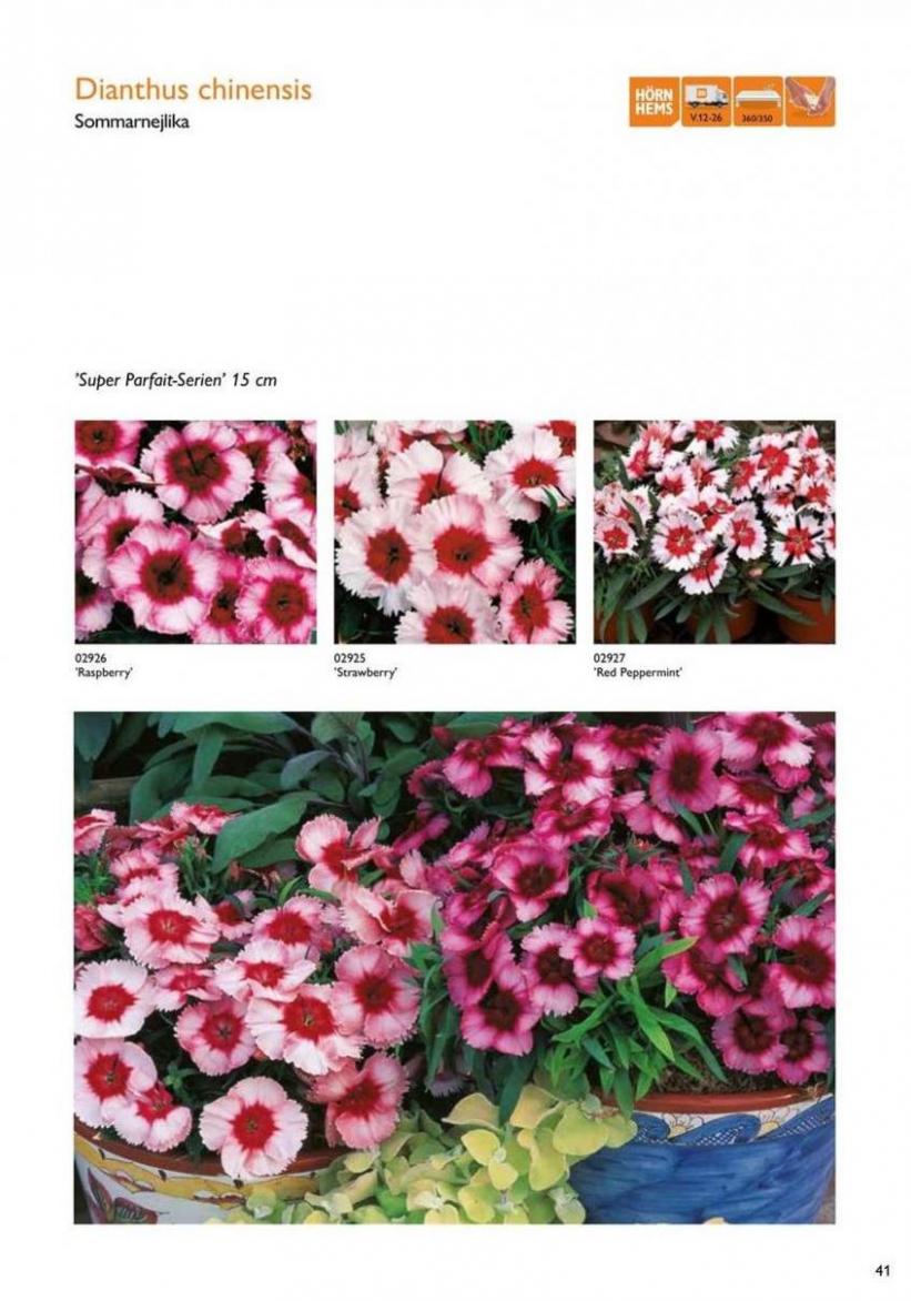 Vårens utplanteringsväxter 2024. Page 39