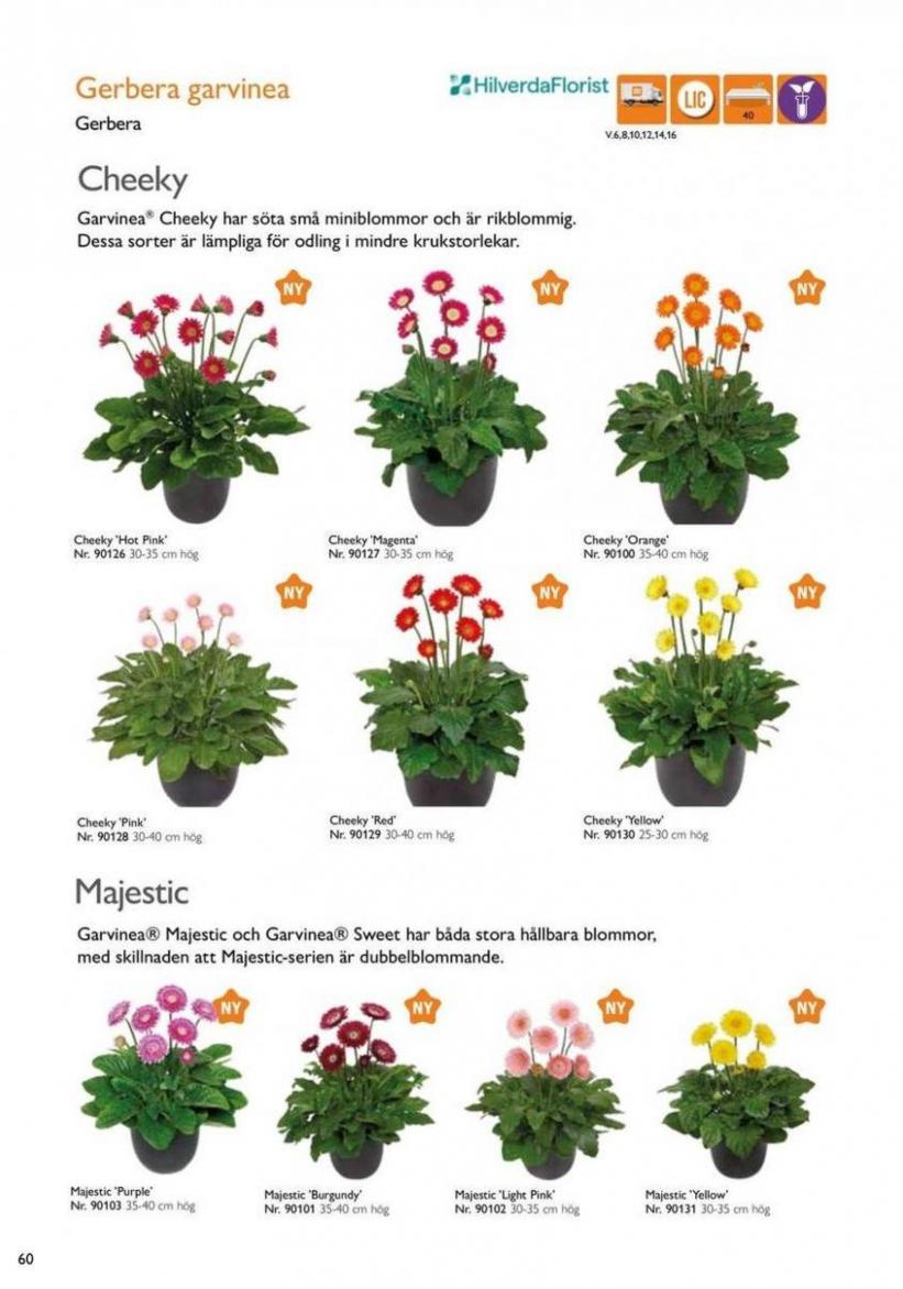 Vårens utplanteringsväxter 2024. Page 58