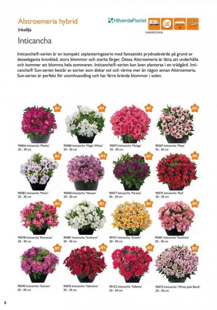 Vårens utplanteringsväxter 2024. Page 6